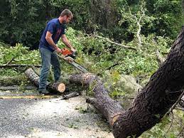 Best Storm Damage Tree Cleanup  in USA